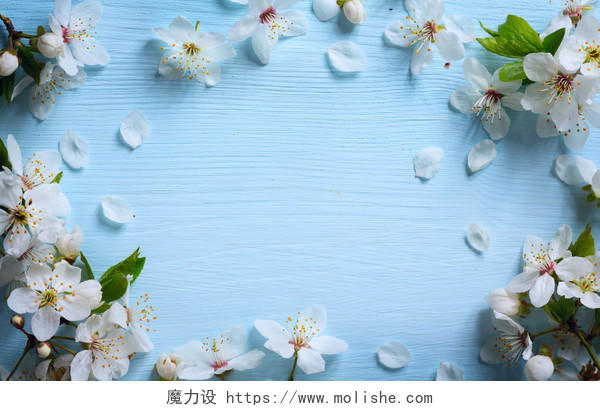 春天白色花卉背景图